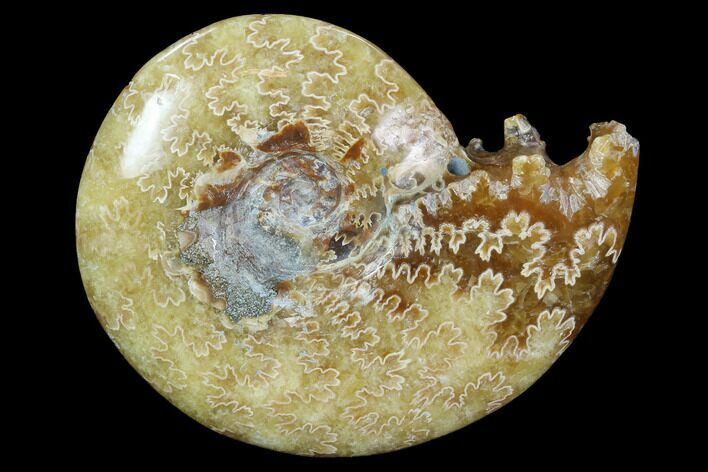 Polished, Agatized Ammonite (Cleoniceras) - Madagascar #97318